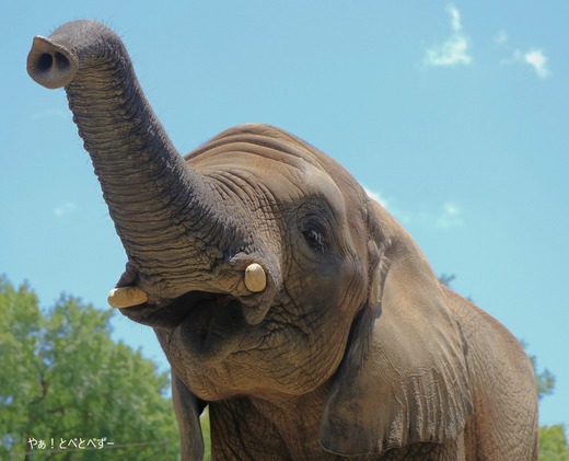 とべ動物園アフリカゾウ:砥愛ちゃん(メス、10歳)