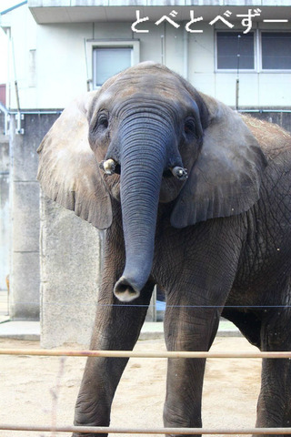 イタズラするゾウの子供：とべ動物園