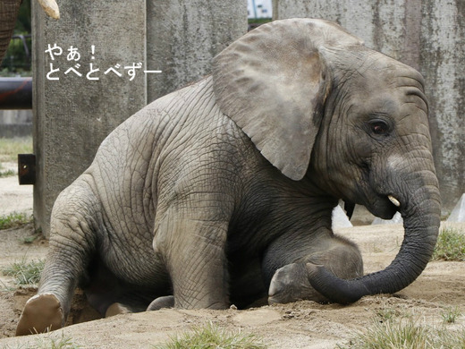 とべ動物園のアフリカゾウのブログ：やぁ！とべとべずー