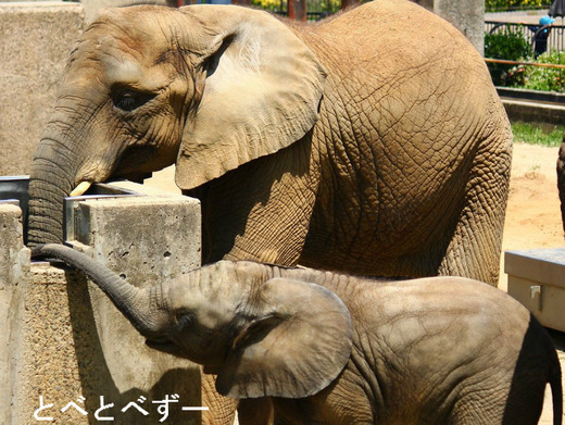 とべ動物園アフリカゾウの姉妹：媛ちゃん、砥愛ちゃん