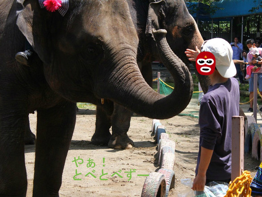 お絵かきをするアジアゾウの「ゆめ花」:市原ぞうの国