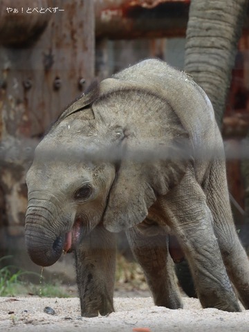 サバンナゾウ、マルミミゾウ大好きブログ:やぁ!とべとべずー