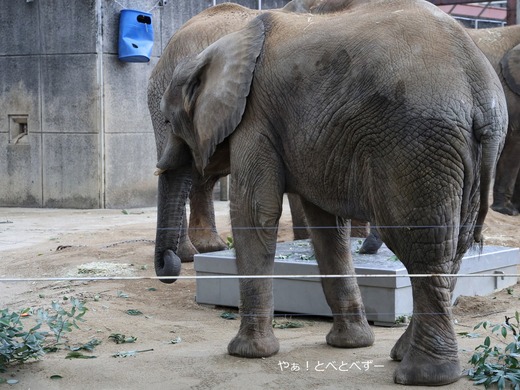 とべ動物園アフリカゾウの親子:リカ母さん、砥愛ちゃん