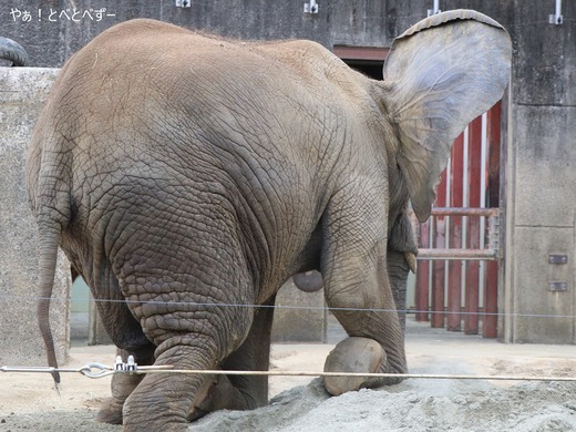 とべ動物園ブログ：砥愛、ピース、砥々丸、