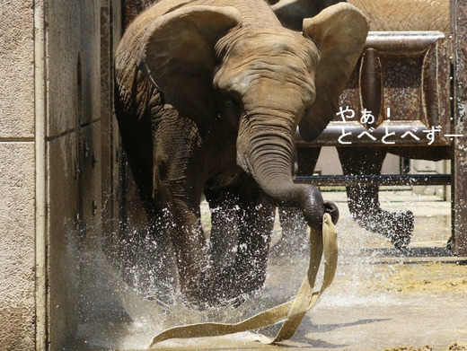 とべ動物園アフリカゾウのブログ