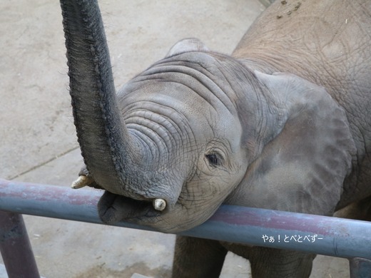 とべ動物園イベント:休園日の特別な動物園 TOkuBEZOO