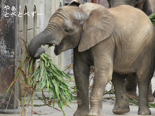 とべ動物園アフリカゾウ:砥愛ちゃん(メス、6歳)