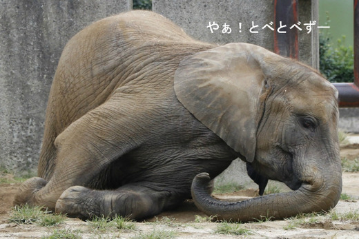とべ動物園ブログ:やぁ!とべとべずー
