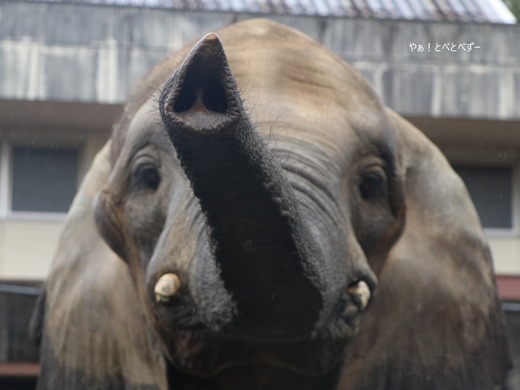 とべ動物園アフリカゾウのブログ:やぁ!とべとべずー