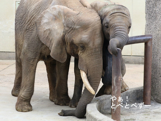 アフリカゾウ、アジアゾウ大好きブログ:やぁ!とべとべずー