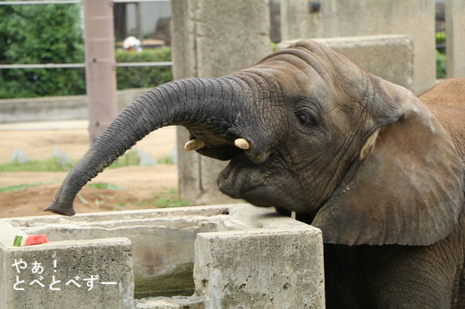 とべ動物園アフリカゾウのブログ:やぁ!とべとべずー