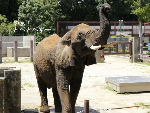 とべ動物園アフリカゾウ:リカさん(メス、推定31歳)