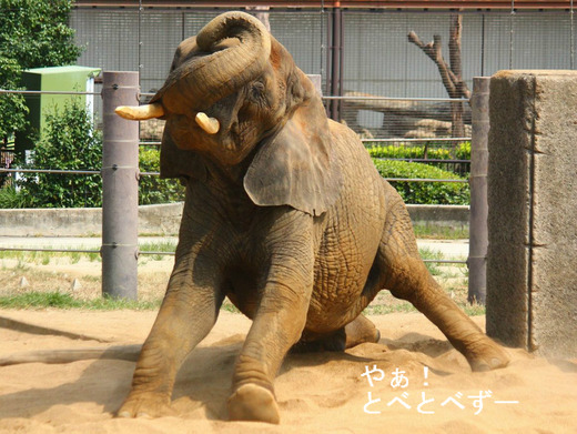 「アフリカゾウの家族を作る」に登場のリカお母さん