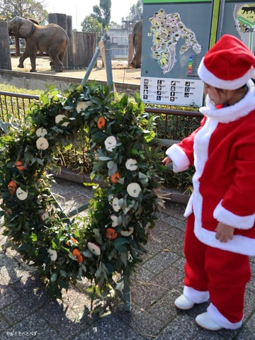 とべ動物園アフリカゾウのブログ：やぁ！とべとべずー