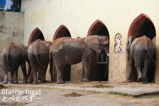 Jardim Zoologico de Lisboa, Elefante-africano