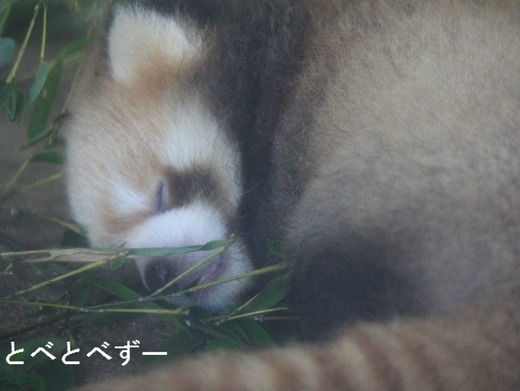 とべ動物園：レッサーパンダの赤ちゃん