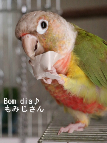 ウロコインコ(パイナップル)の『もみじ』さんのブログ