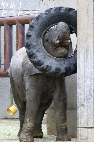 とべ動物園アフリカゾウ
