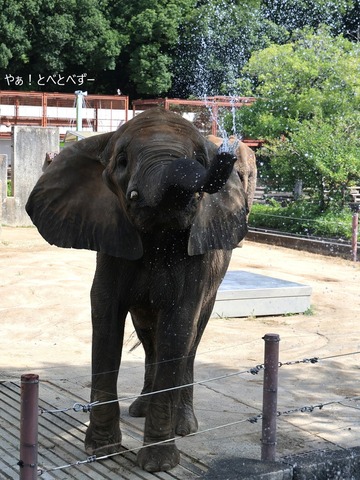 とべ動物園アフリカゾウ:媛(メス、19歳)