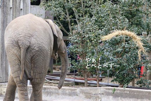 お転婆娘の砥愛ちゃん