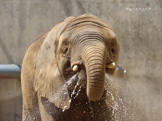 とべ動物園ブログ：やぁ！とべとべずー