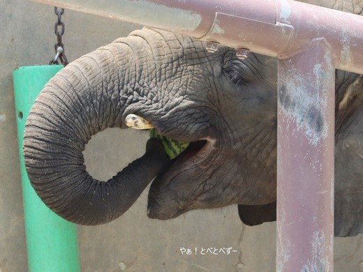 とべ動物園ブログ：砥愛、まんぷく、リュウト、ララ、イオ