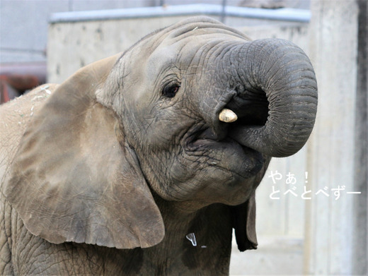 アフリカゾウの写真満載のブログ:やぁ!とべとべずー