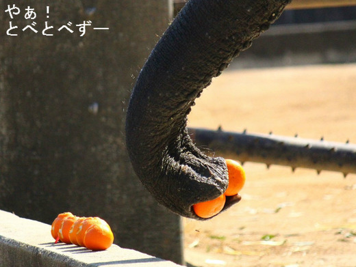 ミカンを掴むゾウの鼻