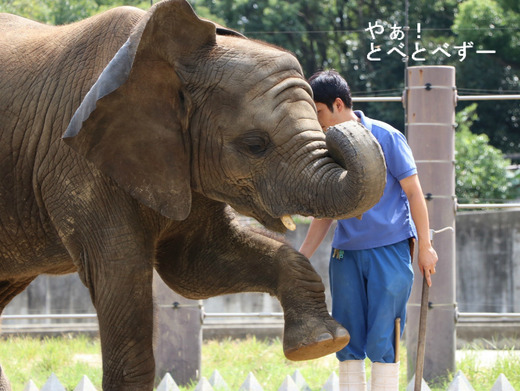 とべ動物園アフリカゾウのブログ：やぁ！とべとべずー