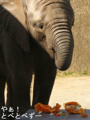 アフリカゾウ、アジアゾウ大好きブログ:やぁ!とべとべずー