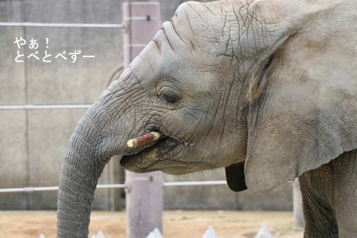 とべ動物園アフリカゾウ：砥愛ちゃん（メス、４歳）