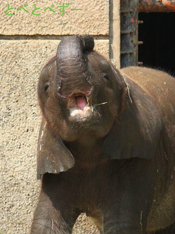 多摩動物公園に婿入りした砥夢くんの妹の砥愛ちゃん