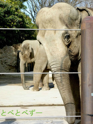 上野動物園の象：インドゾウのダヤー