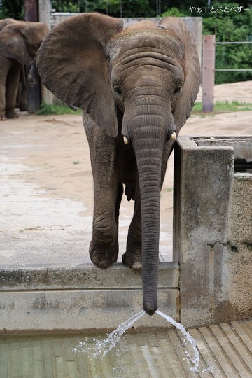 水で遊ぶアフリカゾウの砥愛ちゃん＠愛媛県立とべ動物園