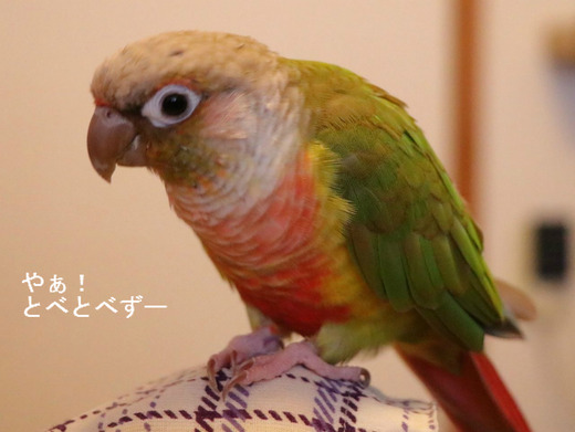 ウロコインコの『もみじ』さんのブログ：やぁ！とべとべずー
