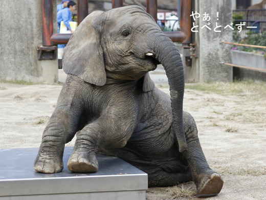 とべ動物園アフリカゾウ：子象の砥愛ちゃん
