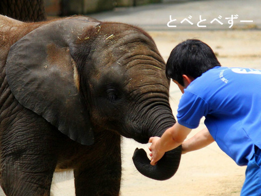 とべ動物園アフリカゾウのブログ：やぁ！とべとべずー