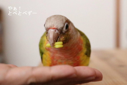 ウロコインコの飼育日記：やぁ！とべとべずー