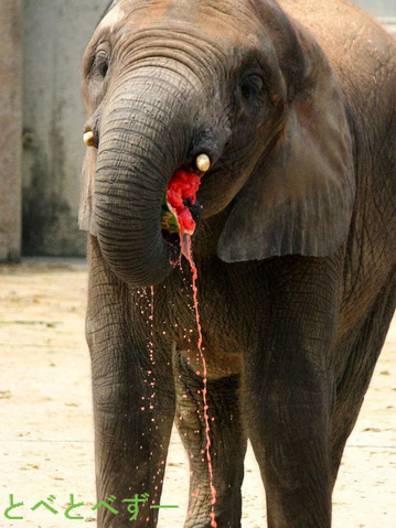 とべ動物園アフリカゾウ:媛ちゃん(メス、13)