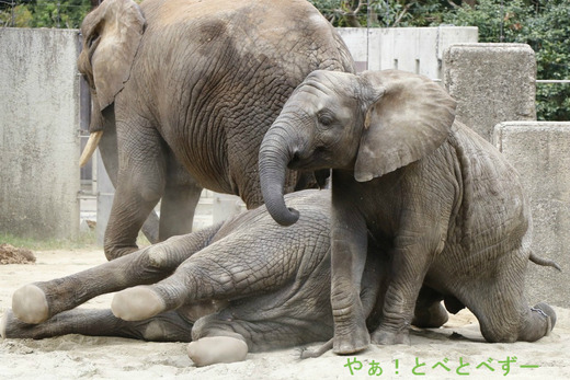 砂遊びをする子象の砥愛ちゃん(愛媛県立とべ動物園)