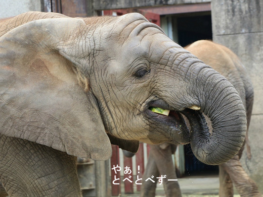 スイカ大好き♪　アフリカゾウの子象の砥愛ちゃん