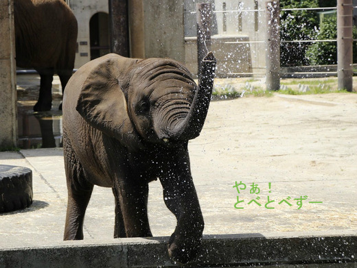とべ動物園アフリカゾウ:4歳になった砥愛ちゃん