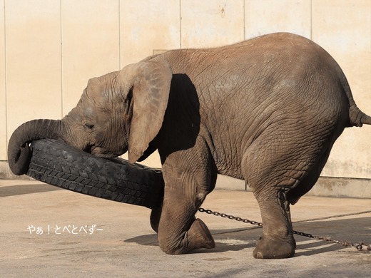 アフリカゾウ写真家：矢野賢一（やぁ！とべとべずー）