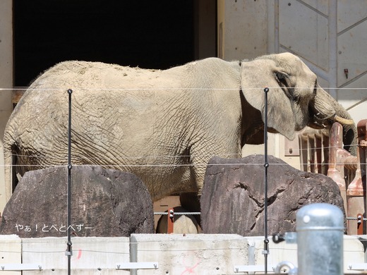 マルミミゾウの親子(メイ、赤ちゃん)