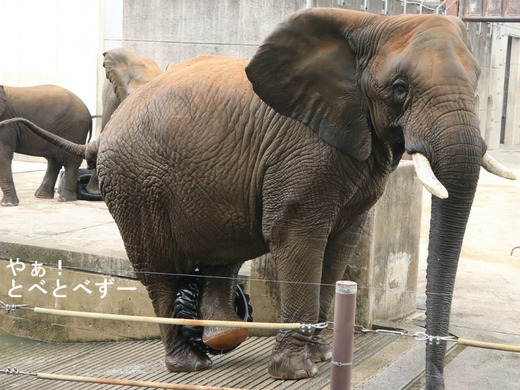 日本で唯一３頭の子象を育てた日本一のアフリカゾウのお母さんゾウ