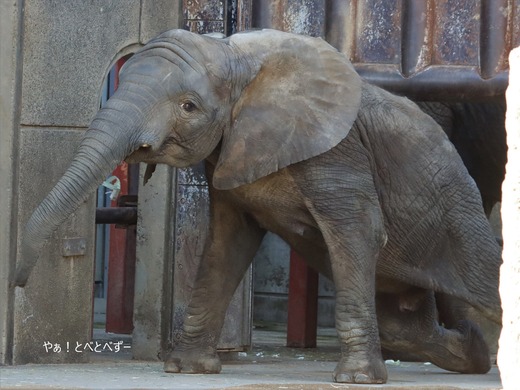 とべ動物園アフリカゾウ:砥愛ちゃん(メス、8歳)