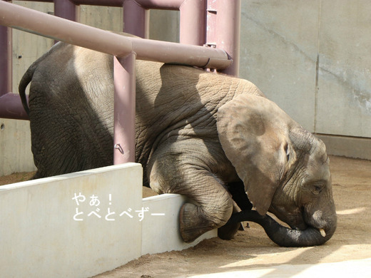 とべ動物園ブログ:砥愛、ピース、柑太郎、砥々丸、ハヤト、タフ