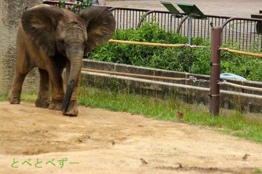 人懐っこい子ゾウ（砥愛ちゃん）との生活に密着！愛媛県とべ動物園