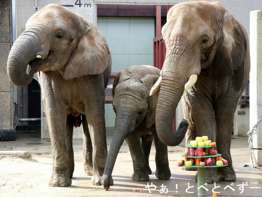 とべ動物園ブログ：アフリカゾウ、ピース、柑太郎