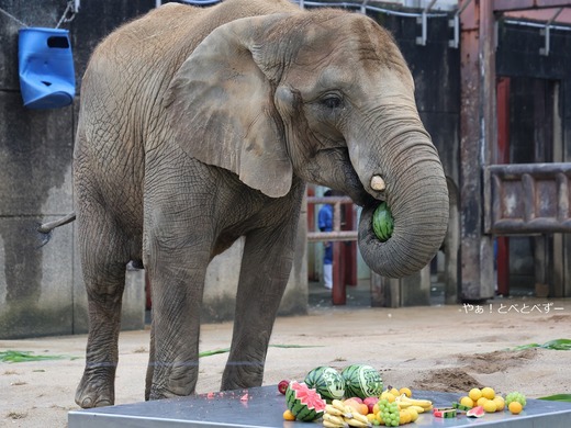 スイカを丸ごと食べるアフリカゾウ＠とべ動物園